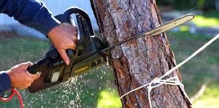 Best Tree Cabling and Bracing  in Fallston, MD