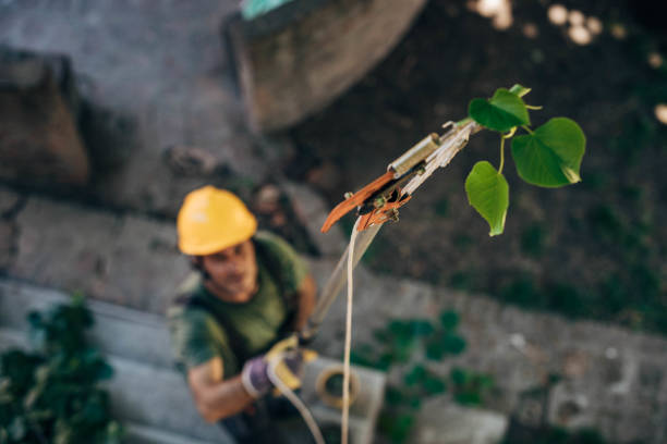 How Our Tree Care Process Works  in  Fallston, MD