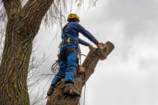 Best Commercial Tree Services  in Fallston, MD