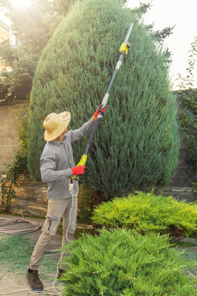 Best Storm Damage Tree Cleanup  in Fallston, MD