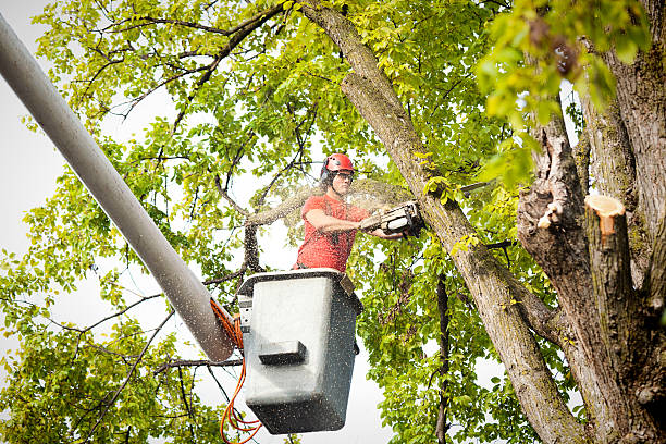 Best Arborist Consultation Services  in Fallston, MD