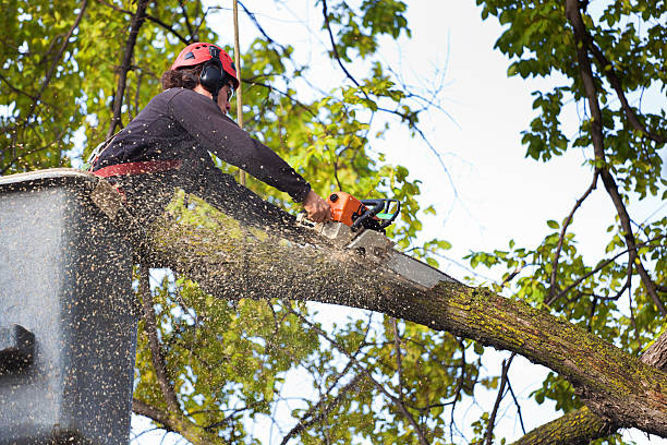 Best Firewood Processing and Delivery  in Fallston, MD